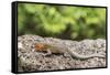 Female Santa Cruz Lava Lizard (Microlophus Indefatigabilis)-Michael Nolan-Framed Stretched Canvas