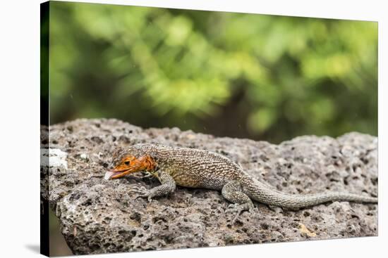 Female Santa Cruz Lava Lizard (Microlophus Indefatigabilis)-Michael Nolan-Stretched Canvas