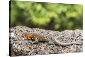 Female Santa Cruz Lava Lizard (Microlophus Indefatigabilis)-Michael Nolan-Stretched Canvas