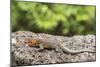 Female Santa Cruz Lava Lizard (Microlophus Indefatigabilis)-Michael Nolan-Mounted Photographic Print