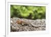 Female Santa Cruz Lava Lizard (Microlophus Indefatigabilis)-Michael Nolan-Framed Photographic Print