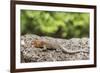 Female Santa Cruz Lava Lizard (Microlophus Indefatigabilis)-Michael Nolan-Framed Photographic Print