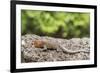 Female Santa Cruz Lava Lizard (Microlophus Indefatigabilis)-Michael Nolan-Framed Photographic Print