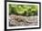 Female Santa Cruz Lava Lizard (Microlophus Indefatigabilis)-Michael Nolan-Framed Photographic Print