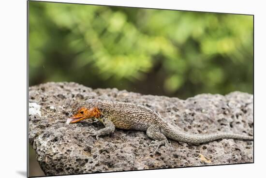 Female Santa Cruz Lava Lizard (Microlophus Indefatigabilis)-Michael Nolan-Mounted Photographic Print