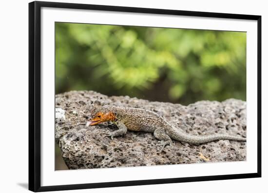Female Santa Cruz Lava Lizard (Microlophus Indefatigabilis)-Michael Nolan-Framed Photographic Print