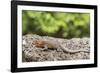 Female Santa Cruz Lava Lizard (Microlophus Indefatigabilis)-Michael Nolan-Framed Photographic Print