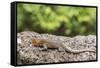 Female Santa Cruz Lava Lizard (Microlophus Indefatigabilis)-Michael Nolan-Framed Stretched Canvas