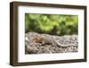 Female Santa Cruz Lava Lizard (Microlophus Indefatigabilis)-Michael Nolan-Framed Premium Photographic Print