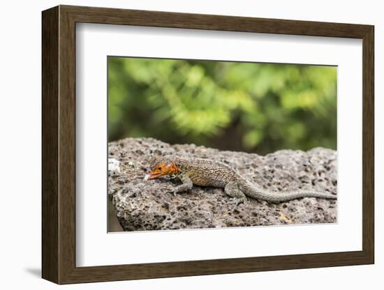 Female Santa Cruz Lava Lizard (Microlophus Indefatigabilis)-Michael Nolan-Framed Photographic Print