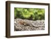 Female Santa Cruz Lava Lizard (Microlophus Indefatigabilis)-Michael Nolan-Framed Photographic Print