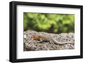 Female Santa Cruz Lava Lizard (Microlophus Indefatigabilis)-Michael Nolan-Framed Photographic Print