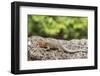 Female Santa Cruz Lava Lizard (Microlophus Indefatigabilis)-Michael Nolan-Framed Photographic Print