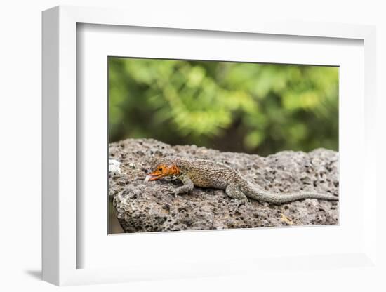 Female Santa Cruz Lava Lizard (Microlophus Indefatigabilis)-Michael Nolan-Framed Photographic Print