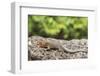 Female Santa Cruz Lava Lizard (Microlophus Indefatigabilis)-Michael Nolan-Framed Photographic Print