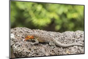 Female Santa Cruz Lava Lizard (Microlophus Indefatigabilis)-Michael Nolan-Mounted Photographic Print