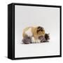 Female Shorthair Cream-Tricolour Guinea Pig Standing over Her Four One-Week Babies, UK-Jane Burton-Framed Stretched Canvas