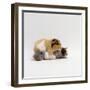 Female Shorthair Cream-Tricolour Guinea Pig Standing over Her Four One-Week Babies, UK-Jane Burton-Framed Photographic Print