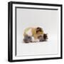 Female Shorthair Cream-Tricolour Guinea Pig Standing over Her Four One-Week Babies, UK-Jane Burton-Framed Photographic Print