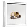 Female Shorthair Cream-Tricolour Guinea Pig Standing over Her Four One-Week Babies, UK-Jane Burton-Framed Photographic Print