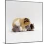 Female Shorthair Cream-Tricolour Guinea Pig Standing over Her Four One-Week Babies, UK-Jane Burton-Mounted Photographic Print