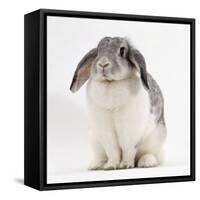 Female Silver and White French Lop-Eared Rabbit-Jane Burton-Framed Stretched Canvas