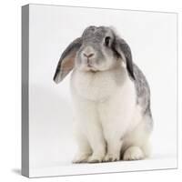 Female Silver and White French Lop-Eared Rabbit-Jane Burton-Stretched Canvas