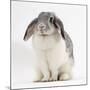 Female Silver and White French Lop-Eared Rabbit-Jane Burton-Mounted Photographic Print