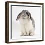 Female Silver and White French Lop-Eared Rabbit-Jane Burton-Framed Photographic Print