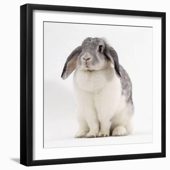 Female Silver and White French Lop-Eared Rabbit-Jane Burton-Framed Photographic Print