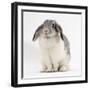 Female Silver and White French Lop-Eared Rabbit-Jane Burton-Framed Photographic Print