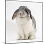 Female Silver and White French Lop-Eared Rabbit-Jane Burton-Mounted Photographic Print