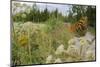 Female Silver-washed fritillary butterfly on Wild angelica-Jussi Murtosaari-Mounted Photographic Print