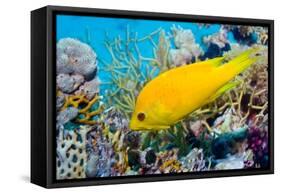 Female Slingjaw wrasse amongst coral, Red Sea, Egypt-Georgette Douwma-Framed Stretched Canvas