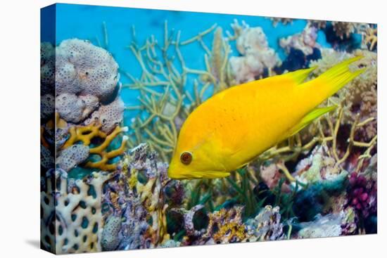 Female Slingjaw wrasse amongst coral, Red Sea, Egypt-Georgette Douwma-Stretched Canvas