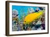 Female Slingjaw wrasse amongst coral, Red Sea, Egypt-Georgette Douwma-Framed Photographic Print