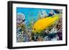 Female Slingjaw wrasse amongst coral, Red Sea, Egypt-Georgette Douwma-Framed Photographic Print