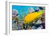 Female Slingjaw wrasse amongst coral, Red Sea, Egypt-Georgette Douwma-Framed Photographic Print