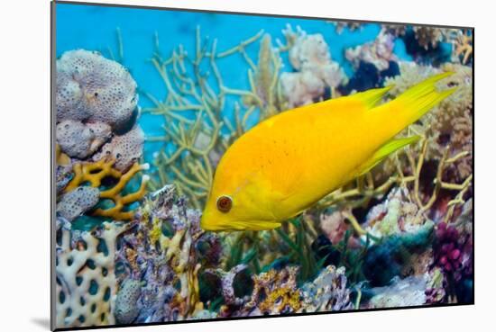 Female Slingjaw wrasse amongst coral, Red Sea, Egypt-Georgette Douwma-Mounted Photographic Print