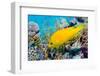 Female Slingjaw wrasse amongst coral, Red Sea, Egypt-Georgette Douwma-Framed Photographic Print