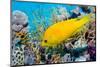 Female Slingjaw wrasse amongst coral, Red Sea, Egypt-Georgette Douwma-Mounted Photographic Print