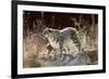 Female Snow leopard with her three month cub, France-Eric Baccega-Framed Photographic Print