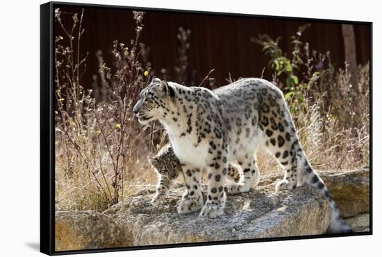 Female Snow leopard with her three month cub, France-Eric Baccega-Framed Stretched Canvas
