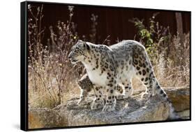 Female Snow leopard with her three month cub, France-Eric Baccega-Framed Stretched Canvas