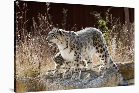 Female Snow leopard with her three month cub, France-Eric Baccega-Stretched Canvas
