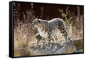 Female Snow leopard with her three month cub, France-Eric Baccega-Framed Stretched Canvas