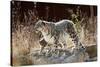 Female Snow leopard with her three month cub, France-Eric Baccega-Stretched Canvas