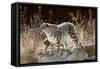 Female Snow leopard with her three month cub, France-Eric Baccega-Framed Stretched Canvas