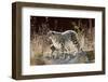Female Snow leopard with her three month cub, France-Eric Baccega-Framed Premium Photographic Print