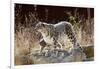 Female Snow leopard with her three month cub, France-Eric Baccega-Framed Photographic Print